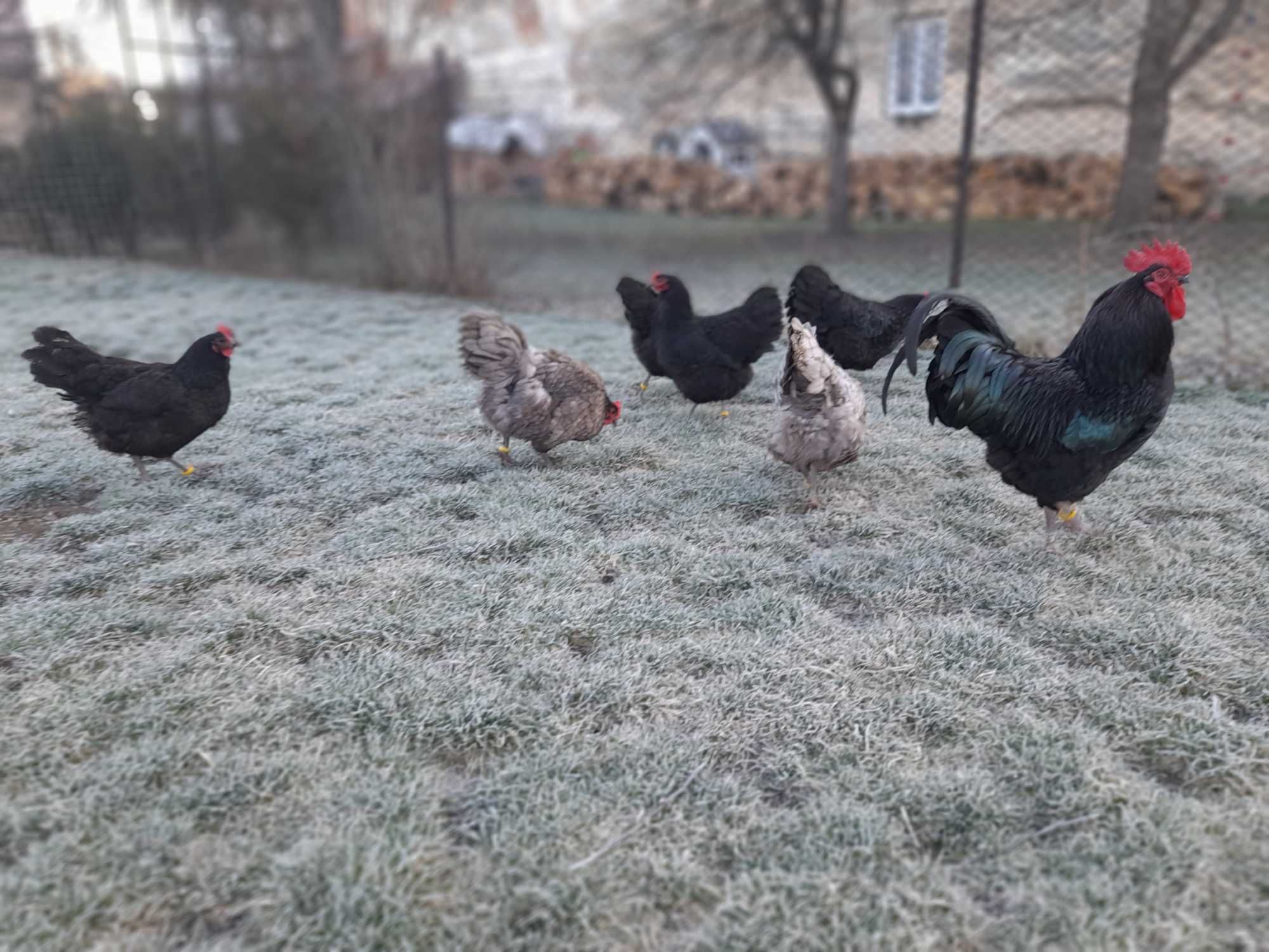 oua gaini australorp