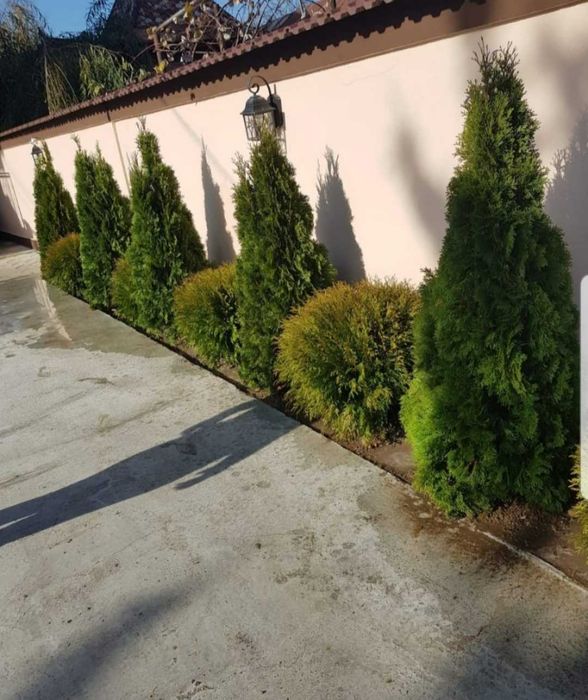 Plante ornamentale, Piatra Decorativa, Gazon si multe altele
