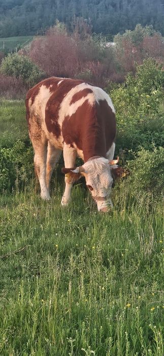Vând junică rasa Bălțată Românească.