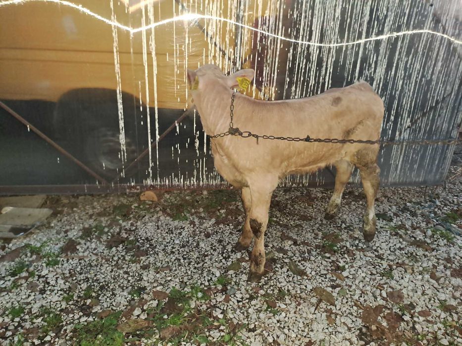Vând vițel de 6 săptămâni