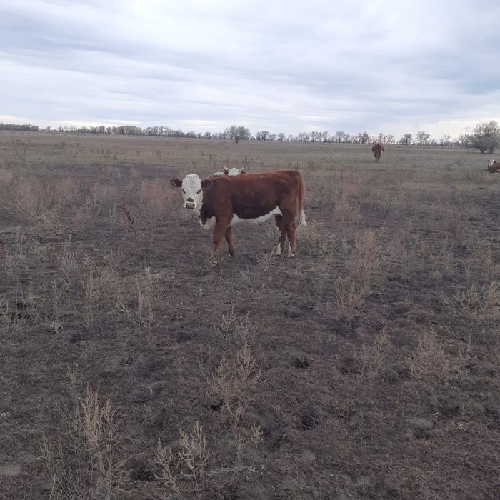 Продам подсосных телечок