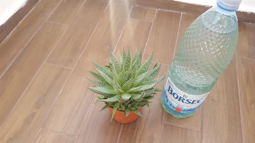 Vând cactuşi şi suculente