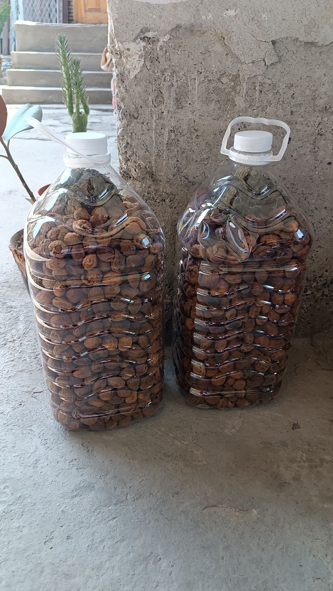 10 litrlida qantak oʻrik quritilgani