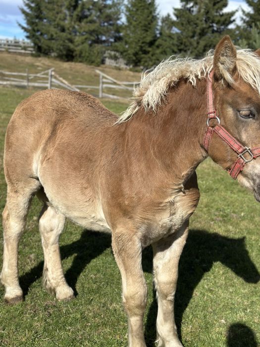 Iapa gestanta 4 ani si manza 7 luni