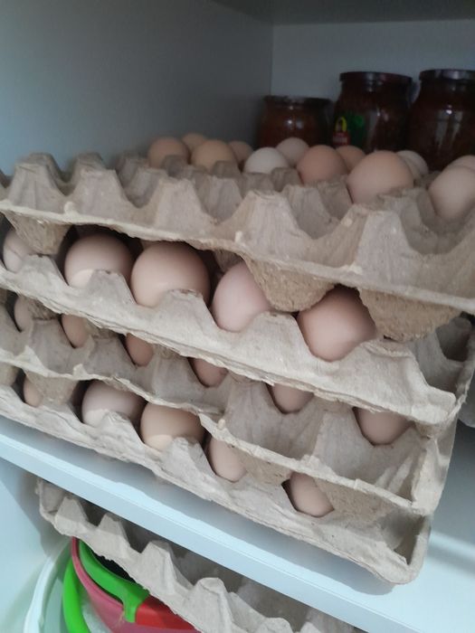 Инкубационное яйцо кучинских кур