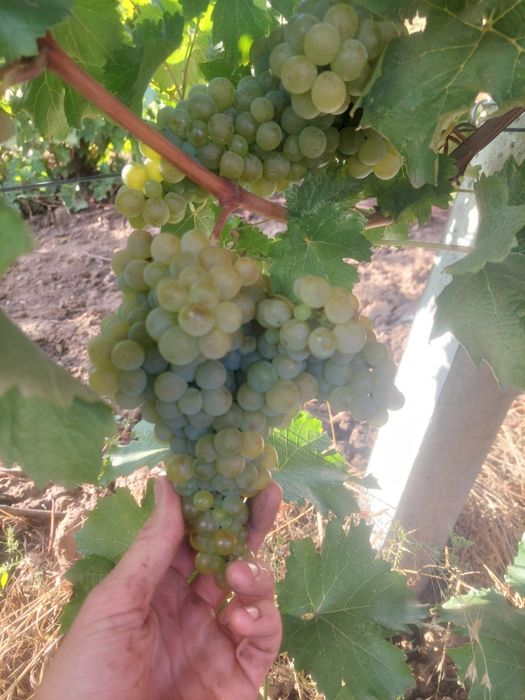 Vând struguri de vin
