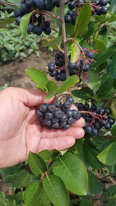 Suc de Aronia bio