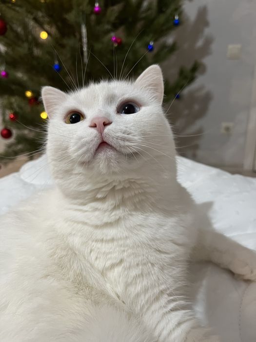 Отдам кошечку в добрые руки