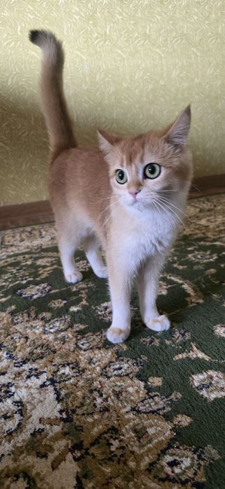 Кошка пародистий