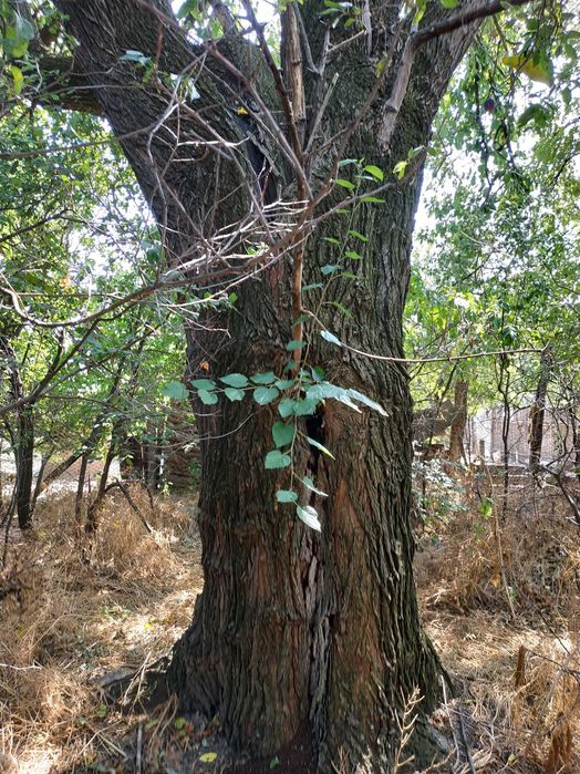 Casă locuibilă 74mp cu teren 1100mp în Vânjuleț la 25km de Tr. Severin