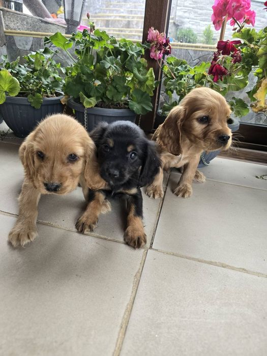 Чистокръвни кокер шпаньол