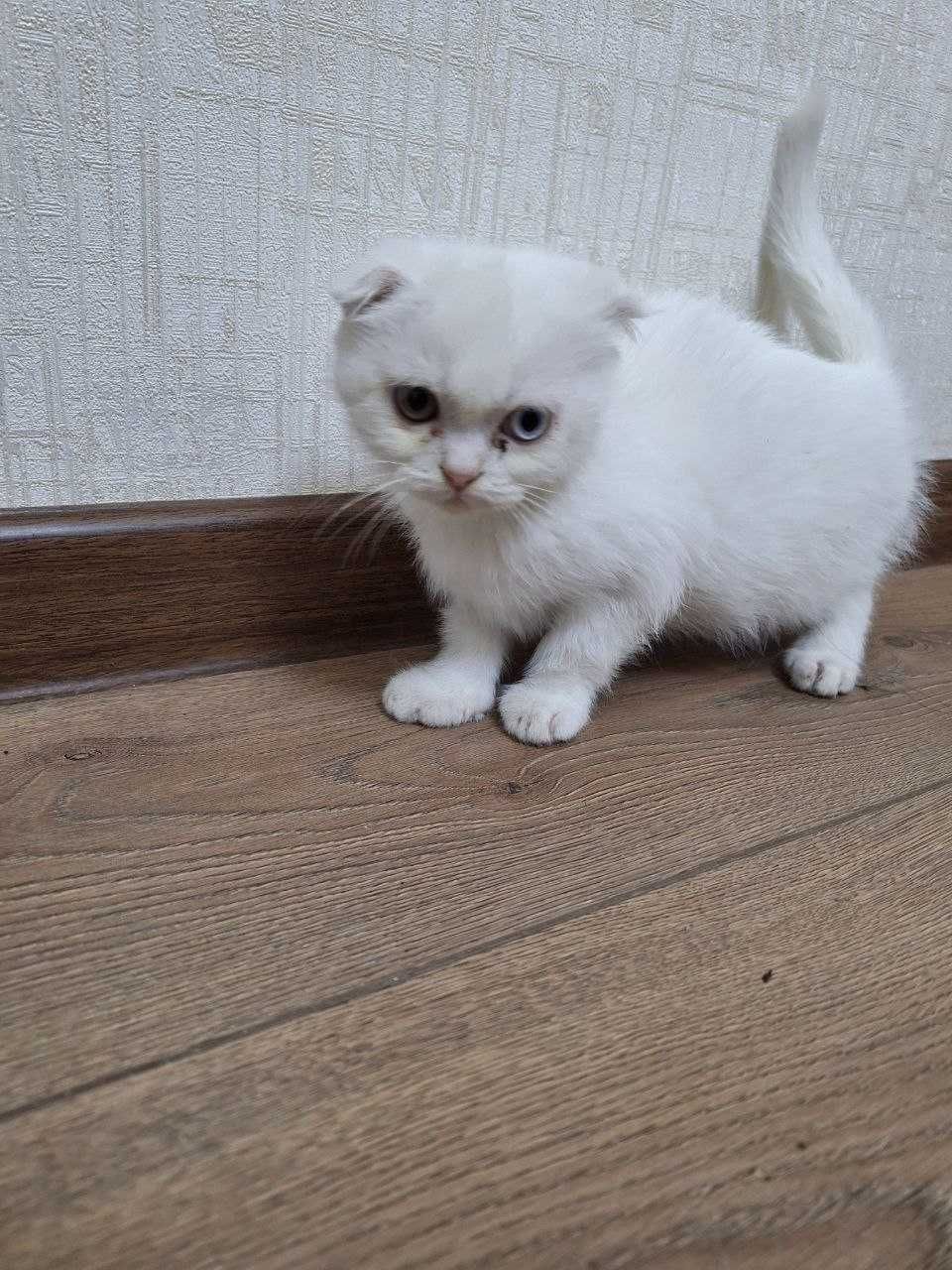 Котята породы Скоттиш страйт - серого цвета и мать турецкая ангора