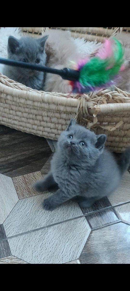 Pisicuțe british shorthair blue