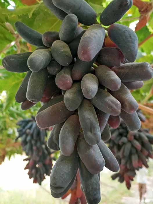 Avatar uzum nixoli. Donaksiz