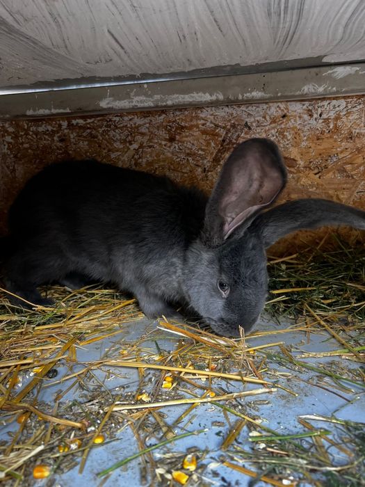 Disponibili o pereche fluture german pestriț