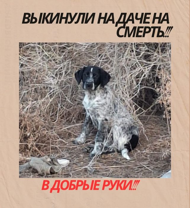 Собака красавица  .