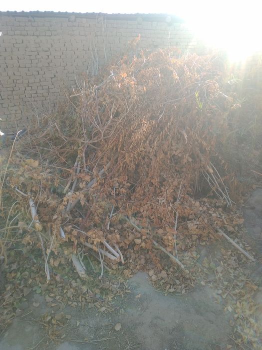 Отын бесплатно/текин