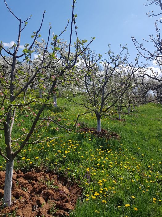 Teren arabil de vanzare/vie/livada in Tasnad