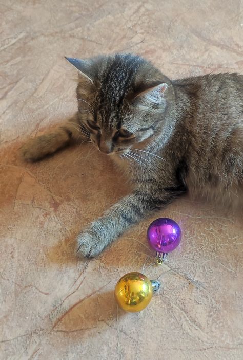 Котёнок 4,5месяцев , девочка