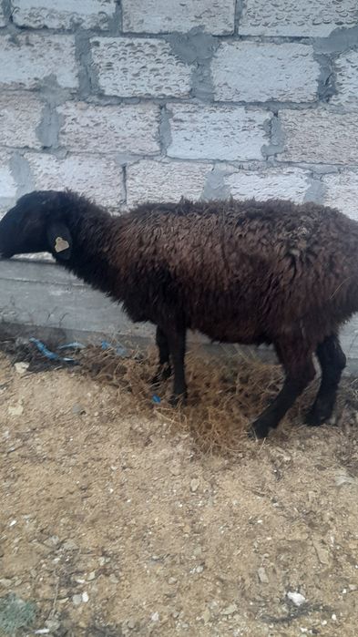 Қой бар Ақшұқырда Ұрғашы.