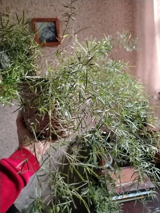 Комнатные цветы.