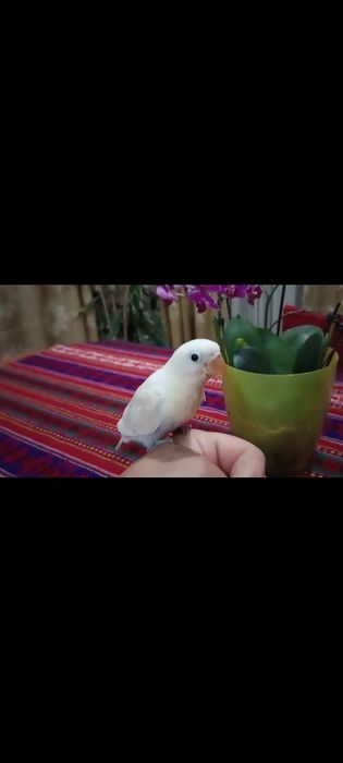 ръчно хранено папагалче