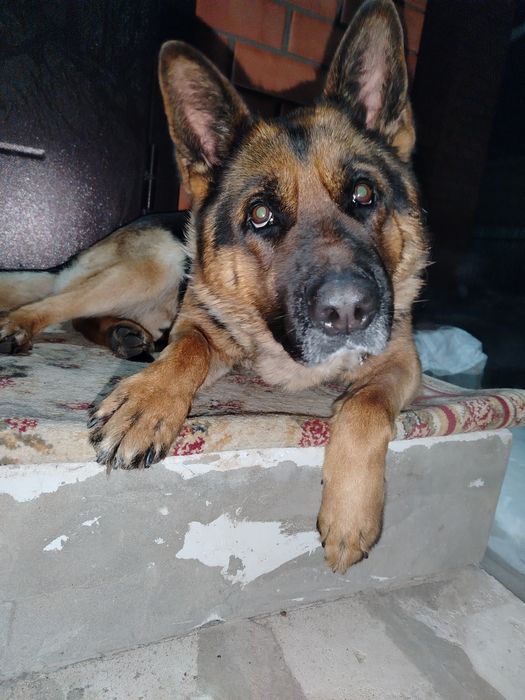 Вязка  уральск деркул