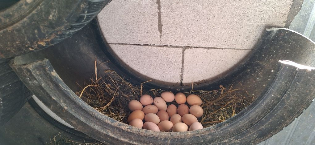Oua de gaina  de consum și incubat