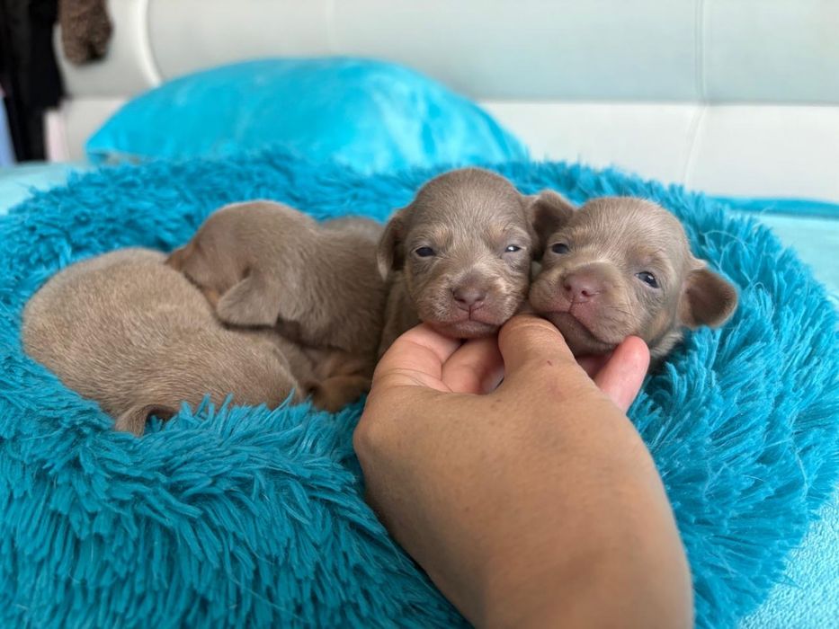 Щенки той-терьер с документами RKF-FCI