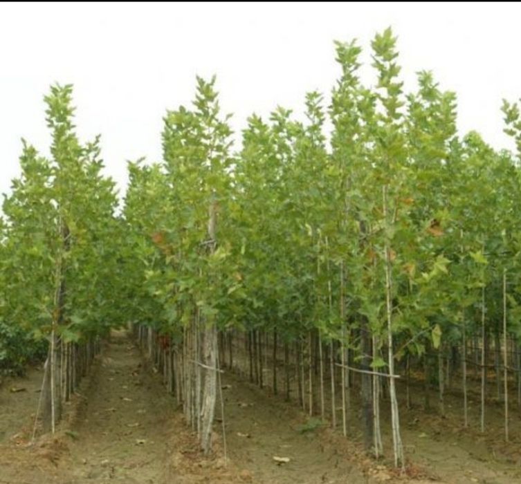 Copaci ornamentale Tuia mesteacăn Magnolia