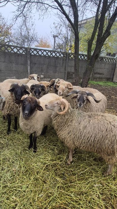 Vand berbecuti pentru sacrificat sau prasila