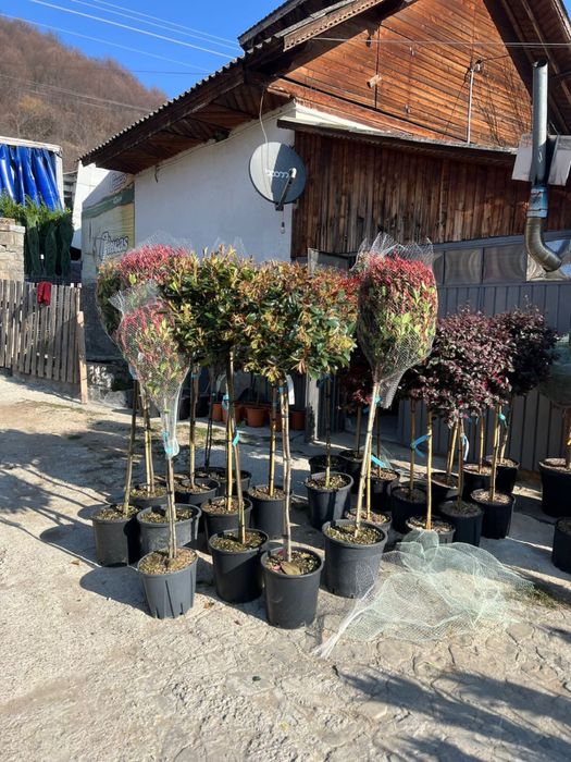 Garden Devis | Plante Ornamentale