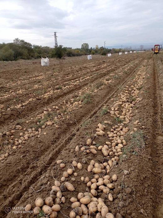 Картофи за консумация Сорая