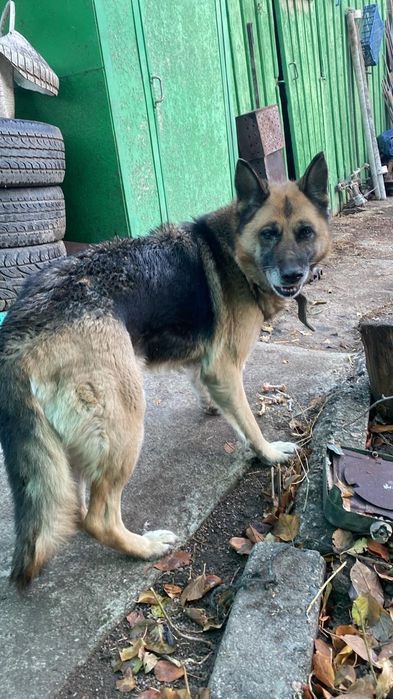 Чья потеряшка девочка