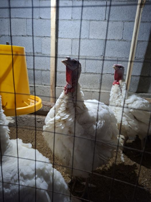 Kurkalar arzon narxda Sotiladi 15-25kg