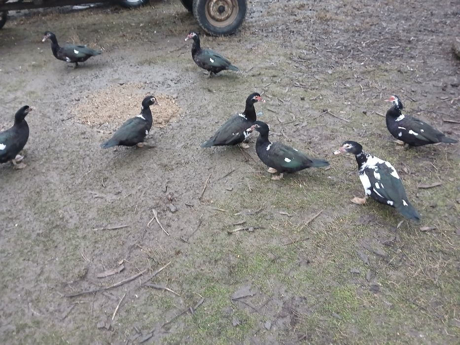 Rațe leșești și altele