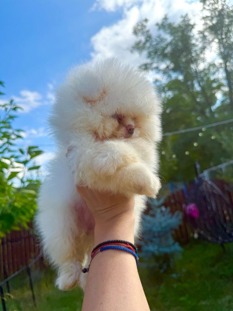 Pomeranian pedigree Fci, parinti campioni