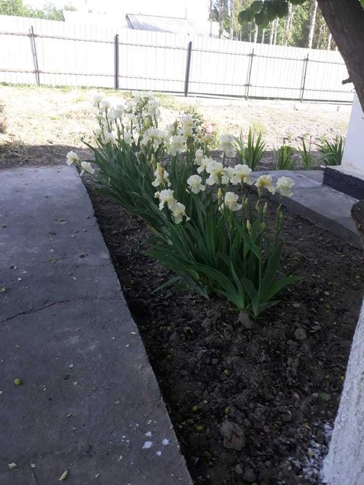 дом 150 кв.м. с участком 19 соток. Ташкентская область пос. Янги Хает