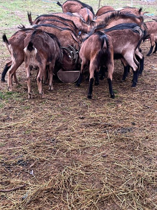 Capre alpine gestante