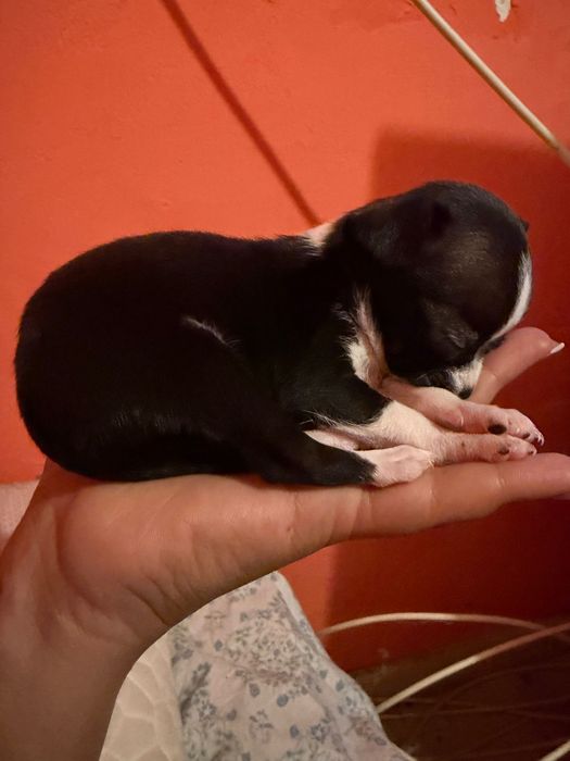 Чистокръвно Чихуахуа