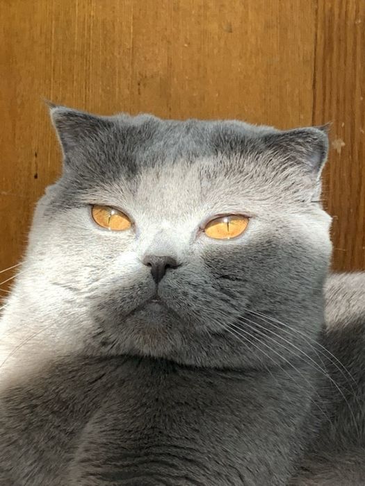 Вязка: британский вислоухий кот