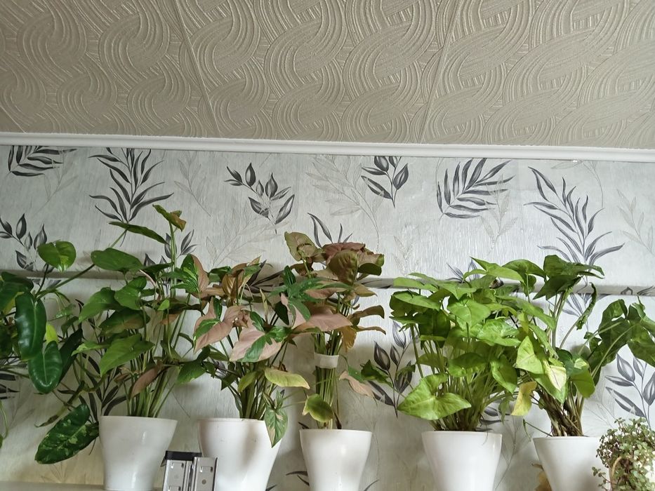 Продам сингониумы, цены разные