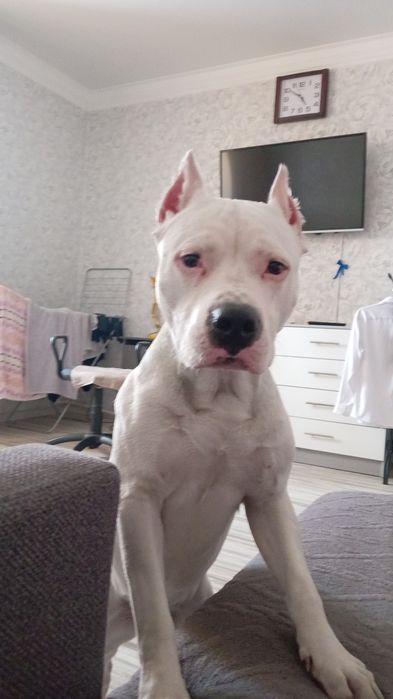 Шикарный  АСТ. 8 мес. Все по телефону.