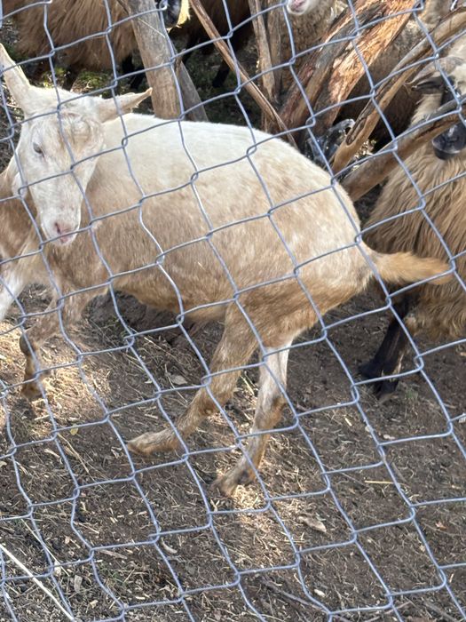 Capre sannen rasa pura