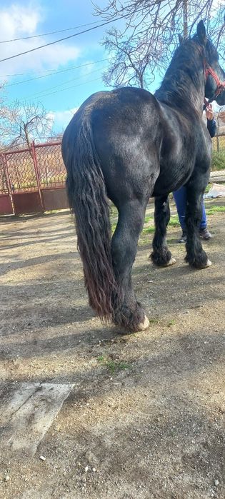 Vând hărmăsar Ardenez