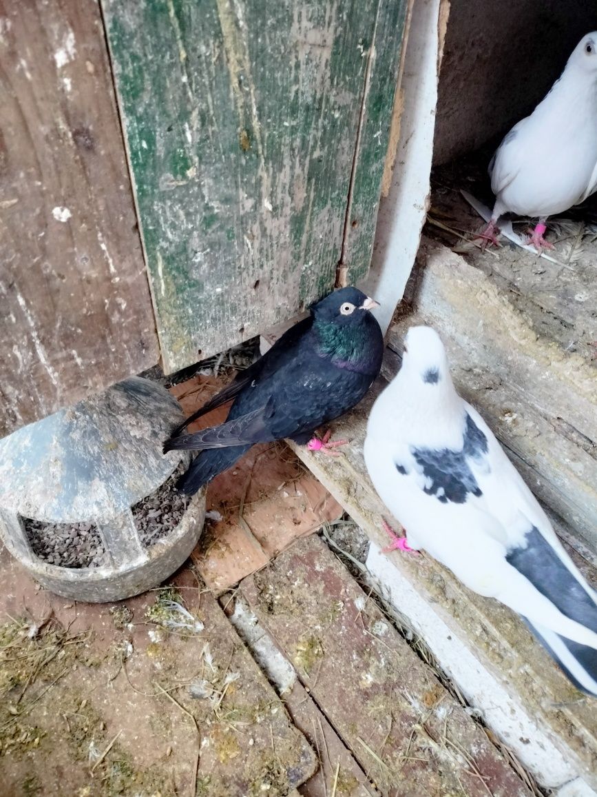 Jucătorii de Galați Morișcari căzători