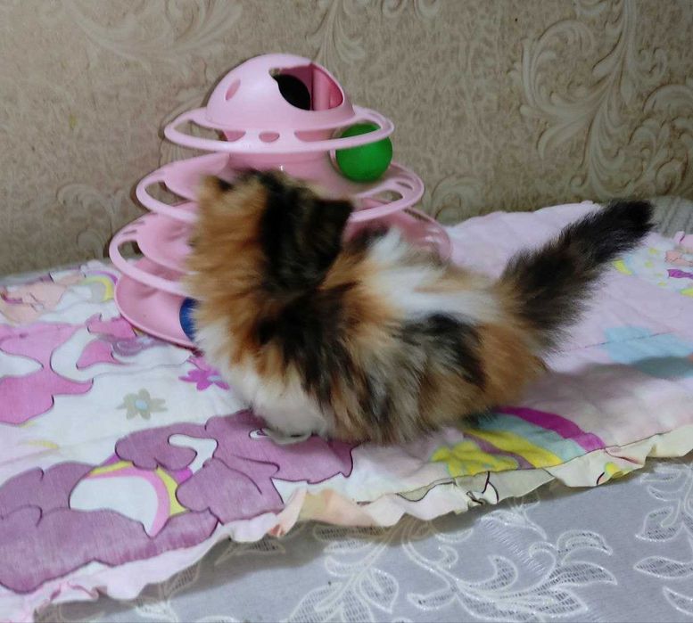 Продается шикарный котенок Манчкин, девочка.