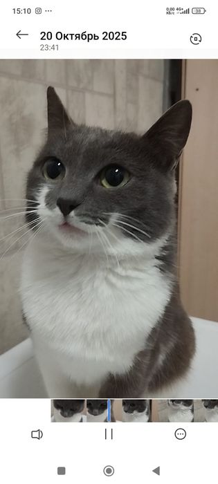 Отдам кошечка бесплатно