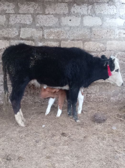 Бзауымен қашар сатылады 430000