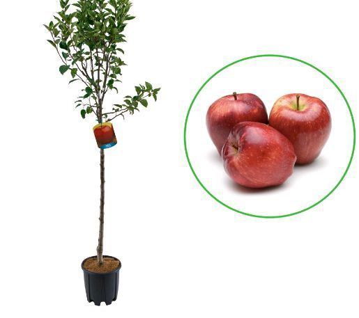 Pomi Fructiferi la Ghiveci (Măr )